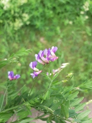 Vicia cassubica