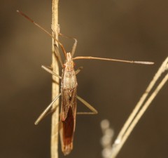 Mutusca