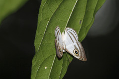 Leucochimona hyphea