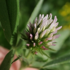 Trifolium squarrosum