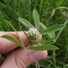Trifolium squarrosum