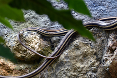 Salvadora lemniscata