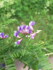 Vicia cassubica