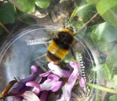 Bombus haematurus