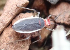Hesperolabops gelastops