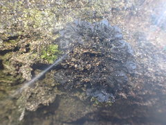 Lathagrium fuscovirens