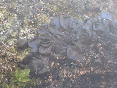 Lathagrium fuscovirens