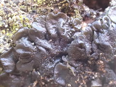 Lathagrium fuscovirens