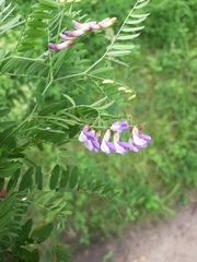 Vicia cassubica