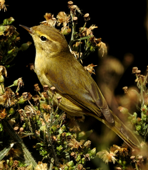 Phylloscopus ibericus