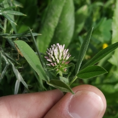 Trifolium squarrosum