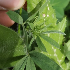 Trifolium squarrosum