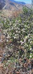 Ceanothus bolensis