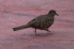 Columbina inca