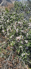 Ceanothus bolensis