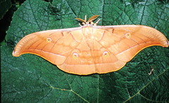 Antheraea roylei