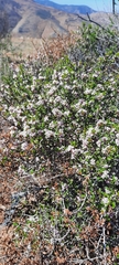 Ceanothus bolensis