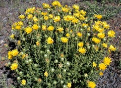 Grindelia chiloensis