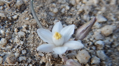 Muilla coronata