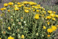 Grindelia chiloensis