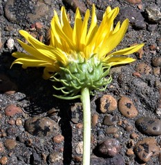 Grindelia chiloensis