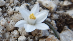 Muilla coronata
