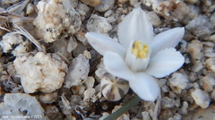 Muilla coronata