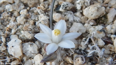 Muilla coronata