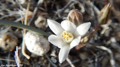 Muilla coronata