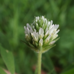 Trifolium squarrosum