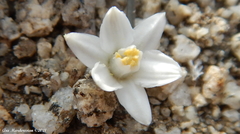 Muilla coronata
