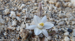 Muilla coronata