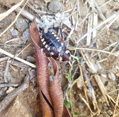 Neostylopyga ornata