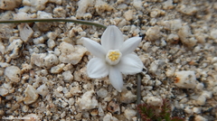 Muilla coronata
