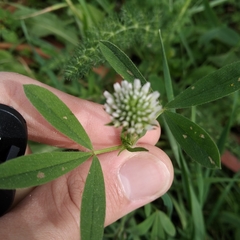 Trifolium squarrosum