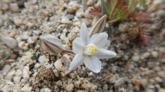Muilla coronata
