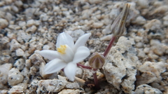 Muilla coronata