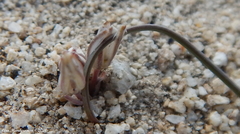 Muilla coronata