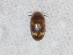 Litargus balteatus