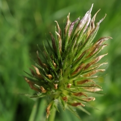 Trifolium squarrosum