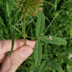 Trifolium squarrosum