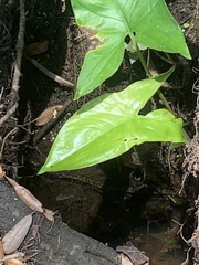 Nerodia fasciata