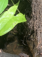 Nerodia fasciata