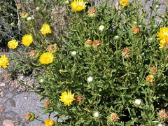 Grindelia chiloensis