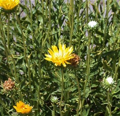 Grindelia chiloensis