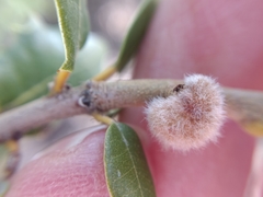 Disholandricus lasius