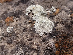 Lecanora valesiaca