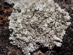 Lecanora valesiaca