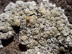 Lecanora valesiaca