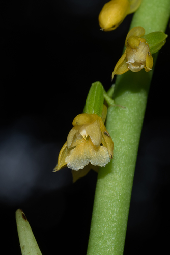 Calanthe lyroglossa
